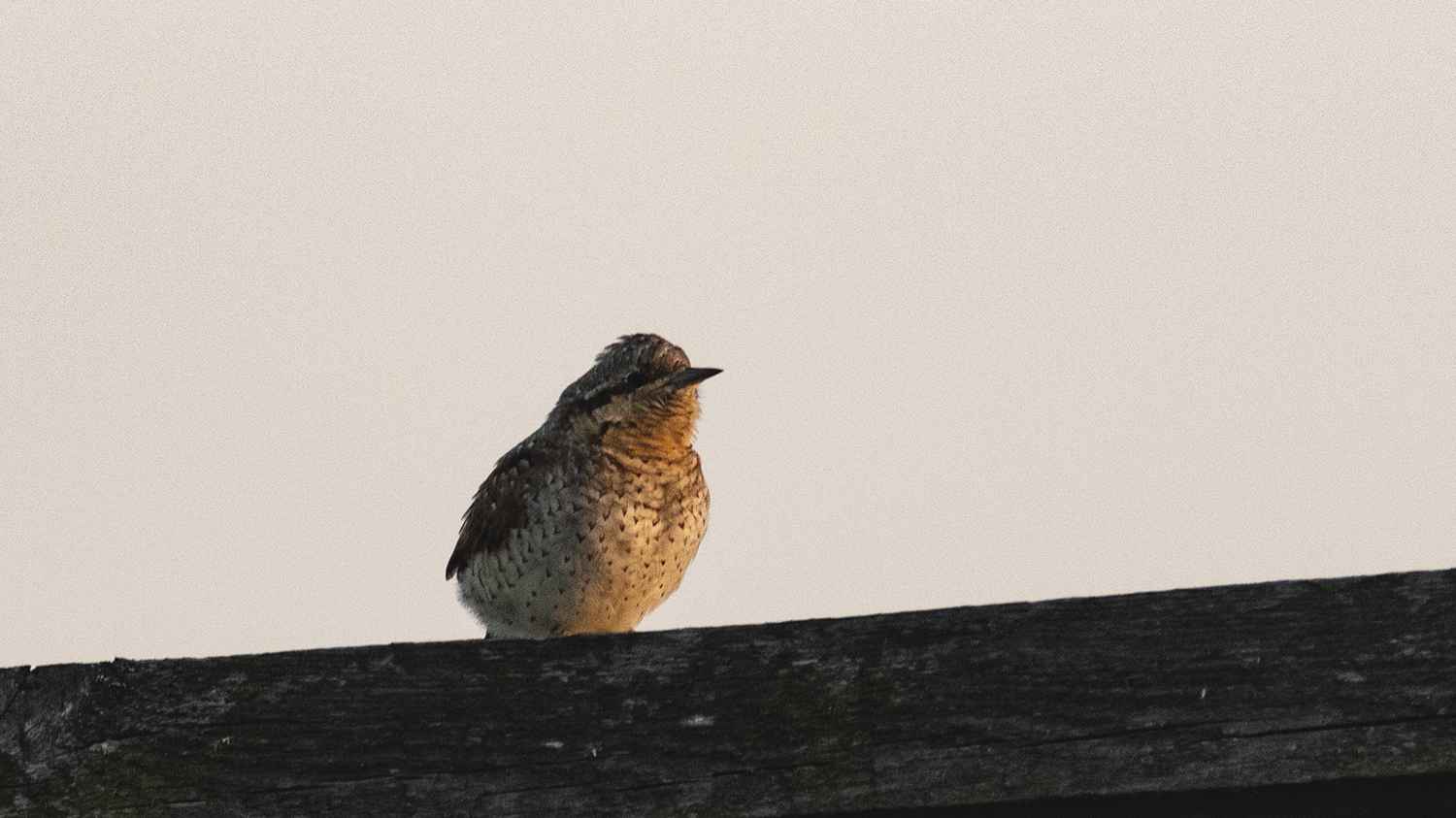 Eurasian Wryneck